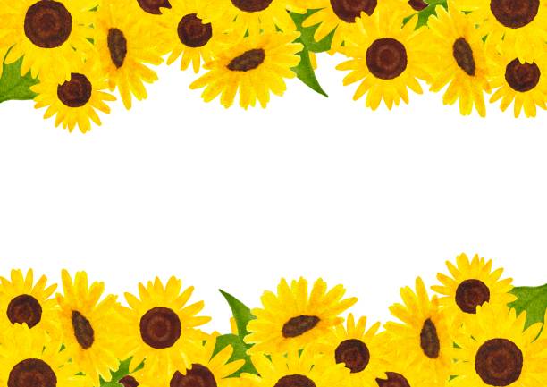 istock Sunflower flower frame illustration painted in watercolor 2204486269