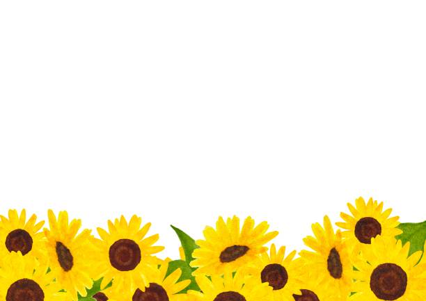 istock Sunflower flower frame illustration painted in watercolor 2204486271