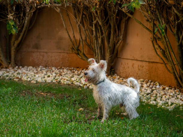 Cute schnauzer dog playing outdoors in a garden. Animals and pets concept.