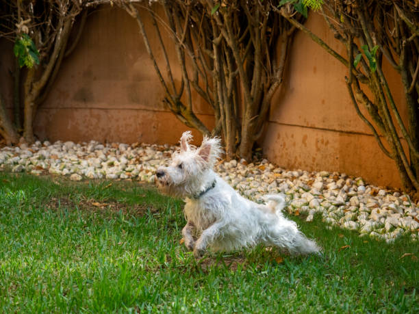 Cute schnauzer dog playing outdoors in a garden. Animals and pets concept.