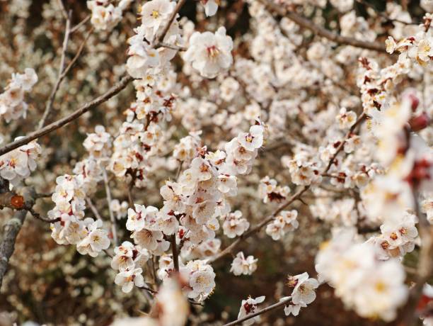 A Close-up of blooming cherry blossoms on branches, showcasing delicate white petals in a natural setting.