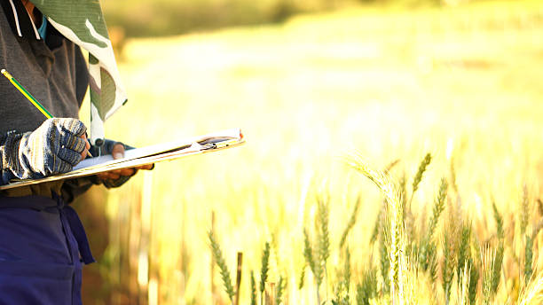 istock Summer wind on barley farm field under rocky mountain with smart farmer. 2204486434