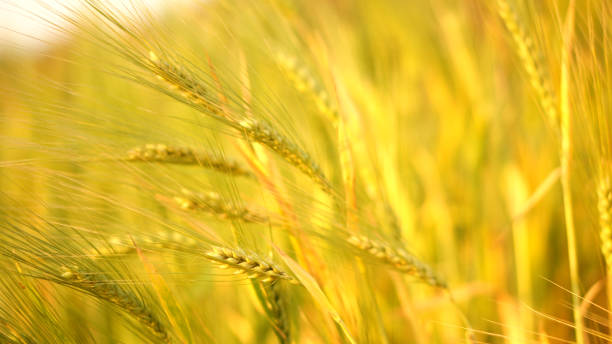 istock Summer wind on barley farm field under rocky mountain. 2204486441