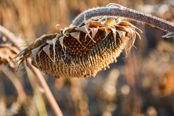 Withered sunflowers in the autumn field. Mature dry sunflowers are ready for harvest. Bad harvest of sunflower on the field. Blackened unclean abandoned bad harvest