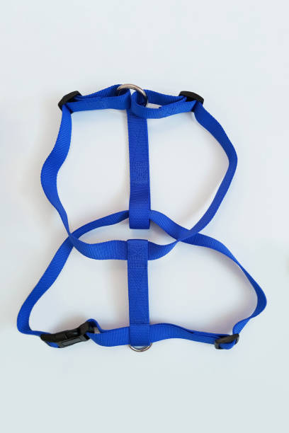 istock Blue dog harness with black plastic clasp. White background. 2204487687