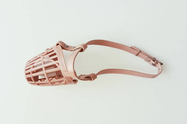istock Beige leather dog muzzle with metal fasteners. White background. 2204487689