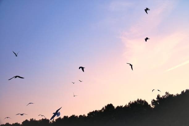 istock Seagulls glide gracefully through the clear sky, over a forest on the coast. 2204487879