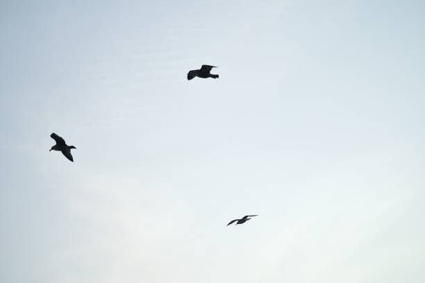 Seagulls glide gracefully through the clear sky, accompanied by gentle clouds.