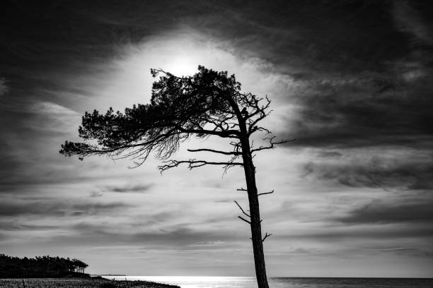 Germany Draß - Storm Pine with Sun in the back