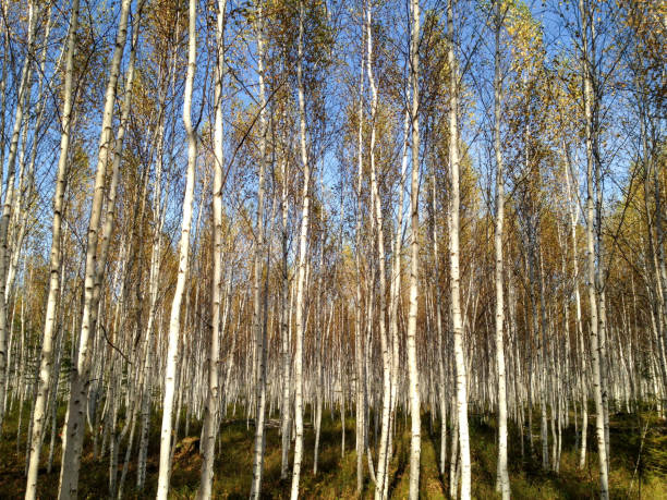 istock The Splendid Autumn Scenery in Mohe- China's Northernmost County 2204489329