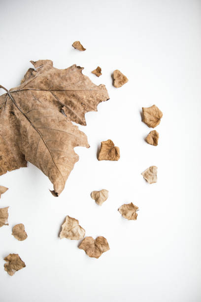 istock Dried maple leaf and scattered small leaves on a white background, Minimalist autumn nature concept with organic texture, Design for seasonal decoration, eco-friendly themes, and artistic compositions 2204489999