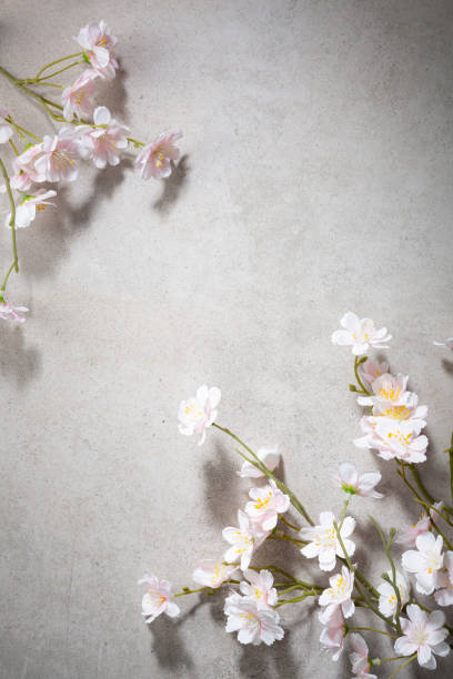 istock Overhead view of flowers background copy space concrete 2204490002