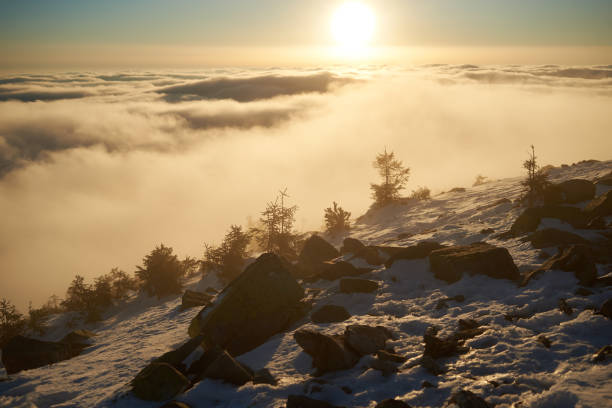 Snow-covered mountain slope at dawn, with scattered rocks and small trees adding texture to foreground. Sea of clouds below bathed in soft hues of blue and gold as sunlight gently illuminates scene.