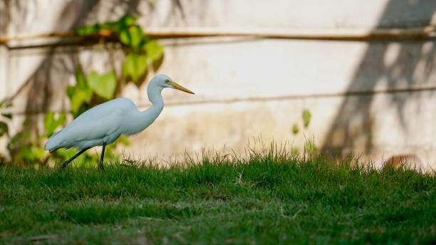 istock White Bird Strolling on Green Grass Near a Wall During Daylight 2204492495