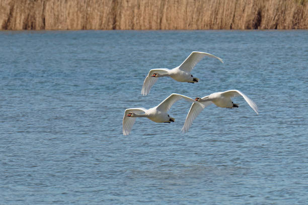istock royal swans in flight over a lake 2204493601