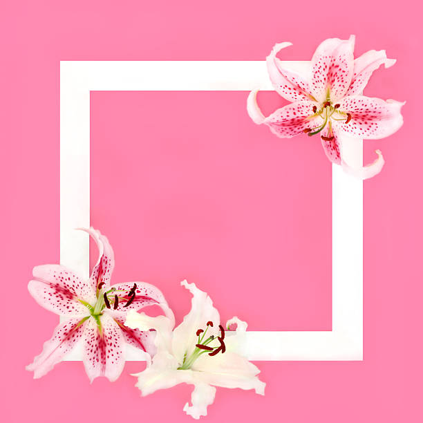 istock White and Pink Lily Flower Background Border Frame 2204493664