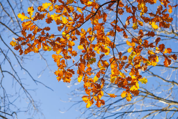 istock colorful autumnal oak leaves on branches, Germany 2204494803