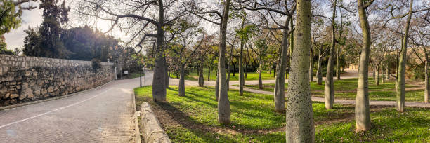 Panoramic view of a pedestrian walkway next to baobab trees in the Turia Garden in the city of Valencia, Spain