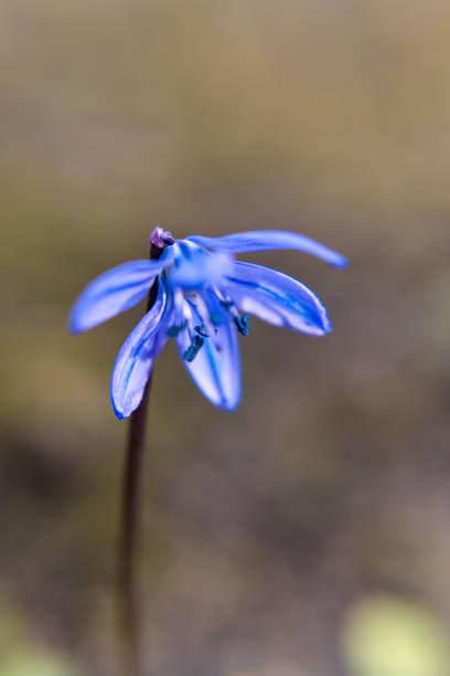 Scilla sect. Chionodoxa