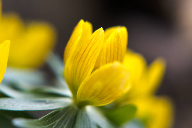 Yellow anemone, spring flowers in the garden.