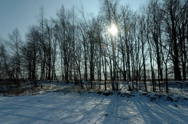 Oak grove on a clear day in early spring, Russian