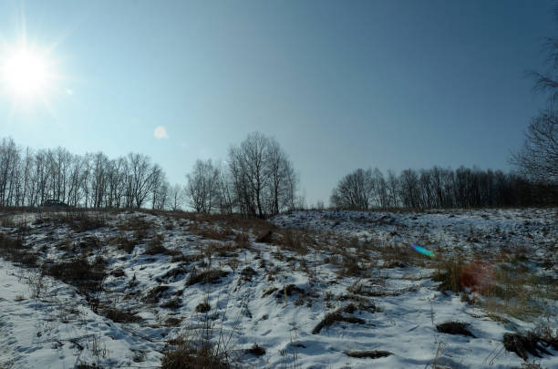 Enchanting Winter Walk: Snowy Forest Serenity