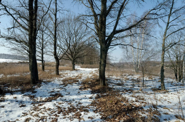 Oak grove on a clear day in early spring, Russian