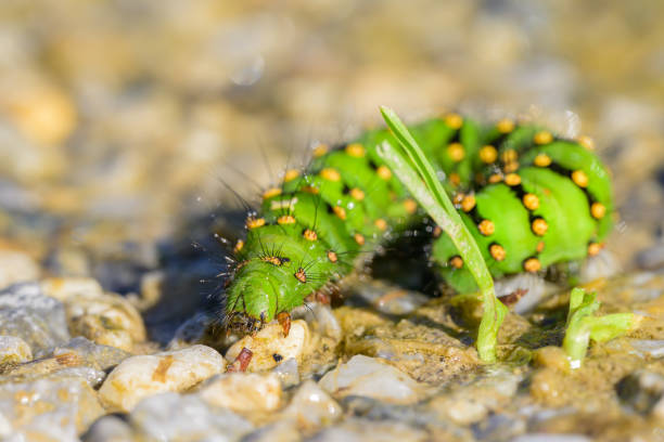 Green caterpillar with lots of spines