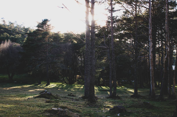 istock Winter forest in Manzaneda after the thaw with shadow and sunlight appearing between the trees 2204500675