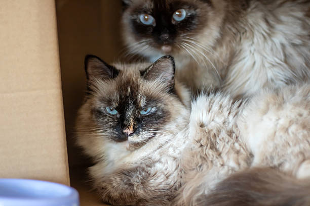 istock Two Siamese cats lounging in a small cardboard box 2204502179