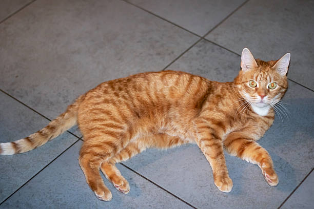 istock Red fluffy Maine resting at home closeup 2204502227