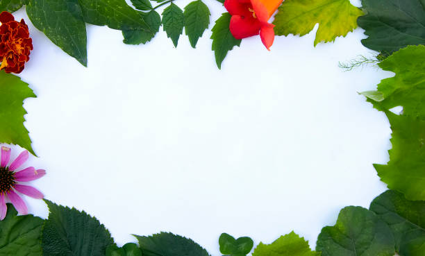 istock Frame from various leaves on a white background with space for text. Green floral background. Top view. Copy space. Mock-up 2204502727