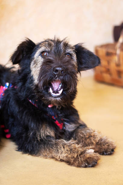 istock A small black dog is lying on the floor with its mouth wide open 2204504628