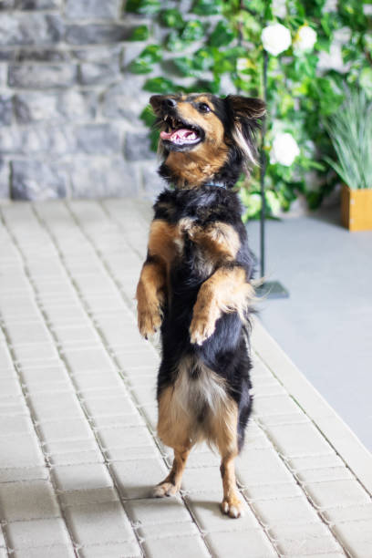 istock A brown and black dog standing upright on hind legs, showing unique behavior 2204504851