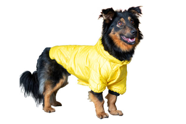 istock There is a black and brown dog that is wearing a bright yellow jacket 2204504987