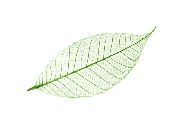 istock Green transparent leaf with veins isolated on white background 2204505954