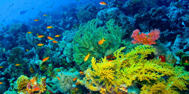 istock Underwater Landscape, Reef Building Corals, Coral Reef, Red Sea, Egypt 2204506314
