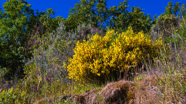 Common Broom, Cytisus scoparius, Arribes del Duero Natural Park, SPA, SAC, Biosphere Reserve, Salamanca, Castilla y León, Spain, Europe