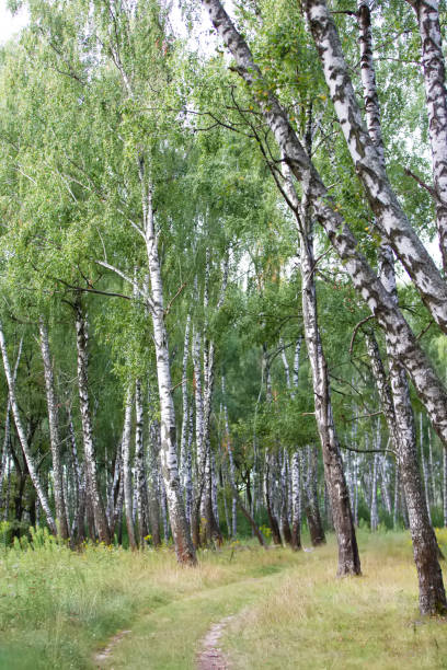 istock Birch grove on a sunny summer day. 2204507005