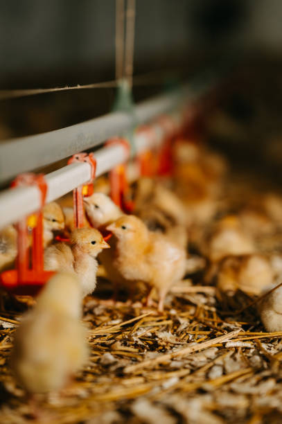 istock Charming little chicks enjoying drinks at a delightful poultry farm setting nearby 2204507219