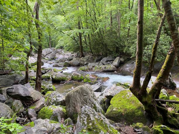 istock Serene forest stream in Great Smoky Mountains 2204507425