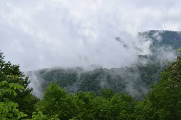 istock Lush green mountains with mist in Smoky Mountains 2204507513