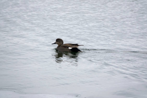 istock wild duck swimming on the cold lake 2204507544