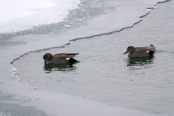 istock wild ducks at the frozen lake 2204507558