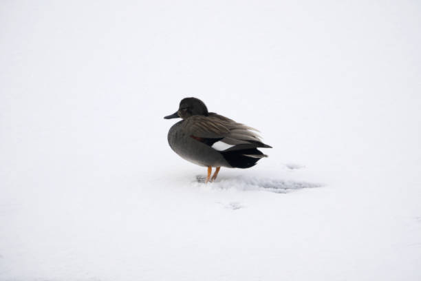 istock wild ducks at the frozen lake 2204507618