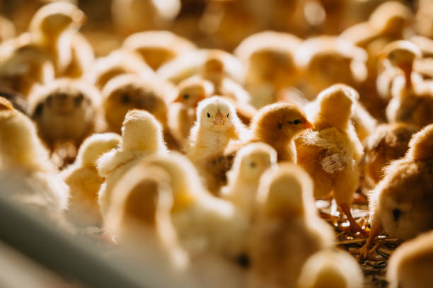 istock Delightful and Charming Chicks Thriving in Their Warm and Cozy Environment on the Farm 2204507764