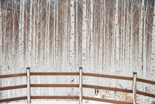 Snow-covered wooden fence among trees and bushes