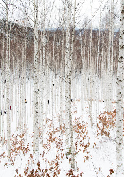 tranquil landscape in winter