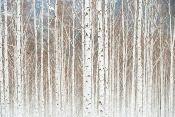tranquil landscape in winter