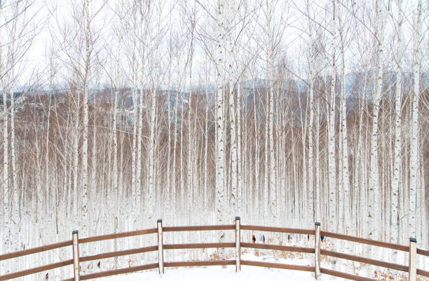 Snow and frost covered birch trees along snowy pedestrian walkway.